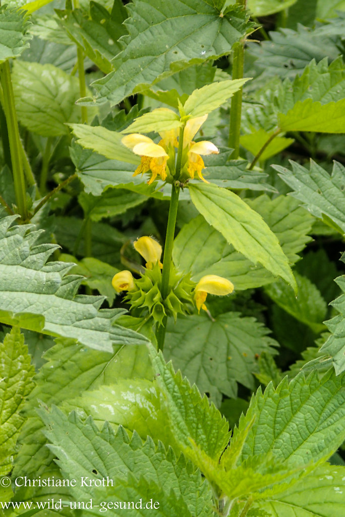 ...eßbare Blüten