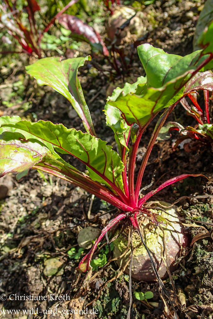 Wilde Rote Bete