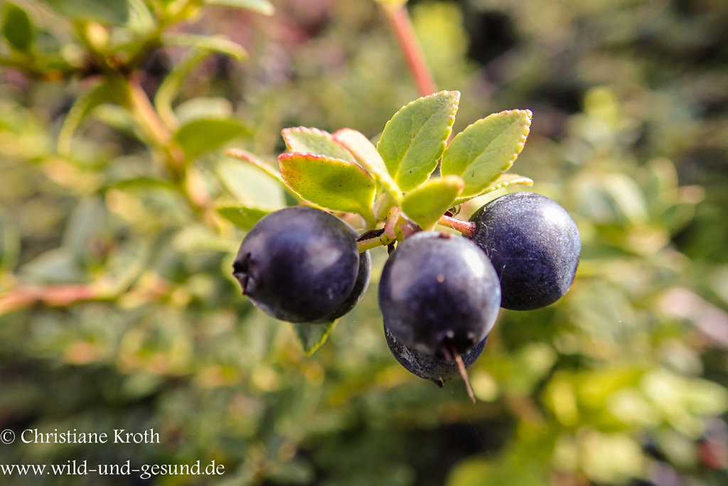 Heidelbeeren