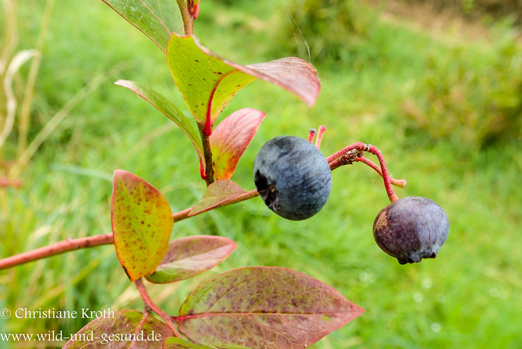 Heidelbeeren