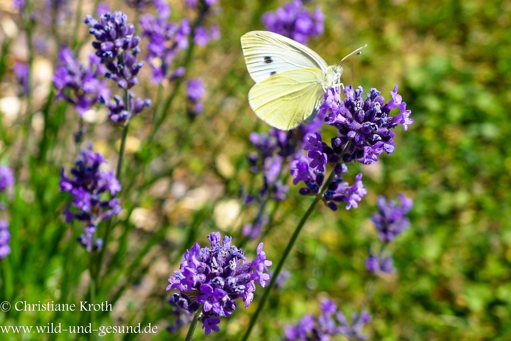 Zitronenfalter im Lavendel