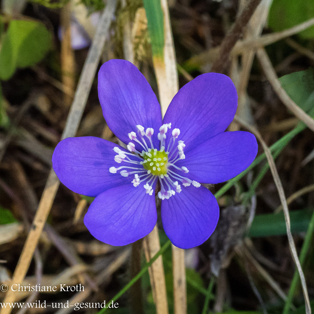 Leberblümchen