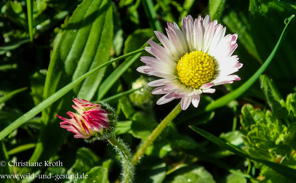 Gänseblümchen