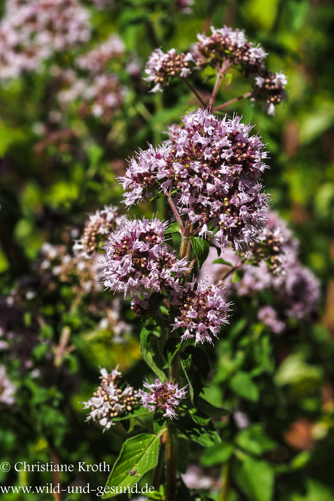 Wilder Oregano