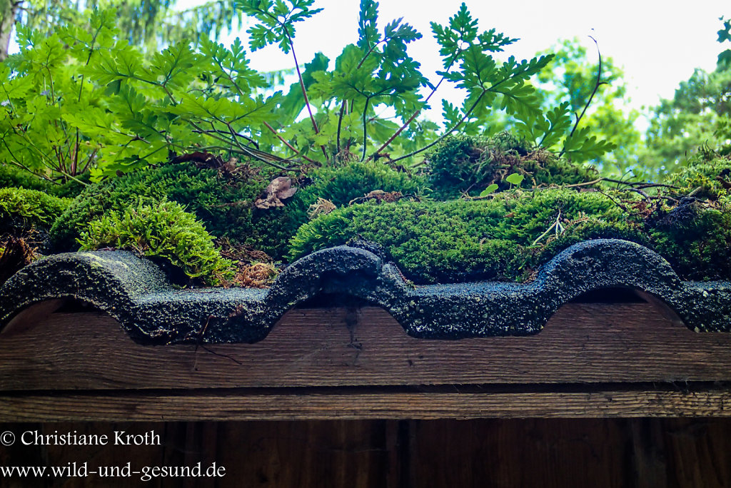 Naturdach-Impressionen