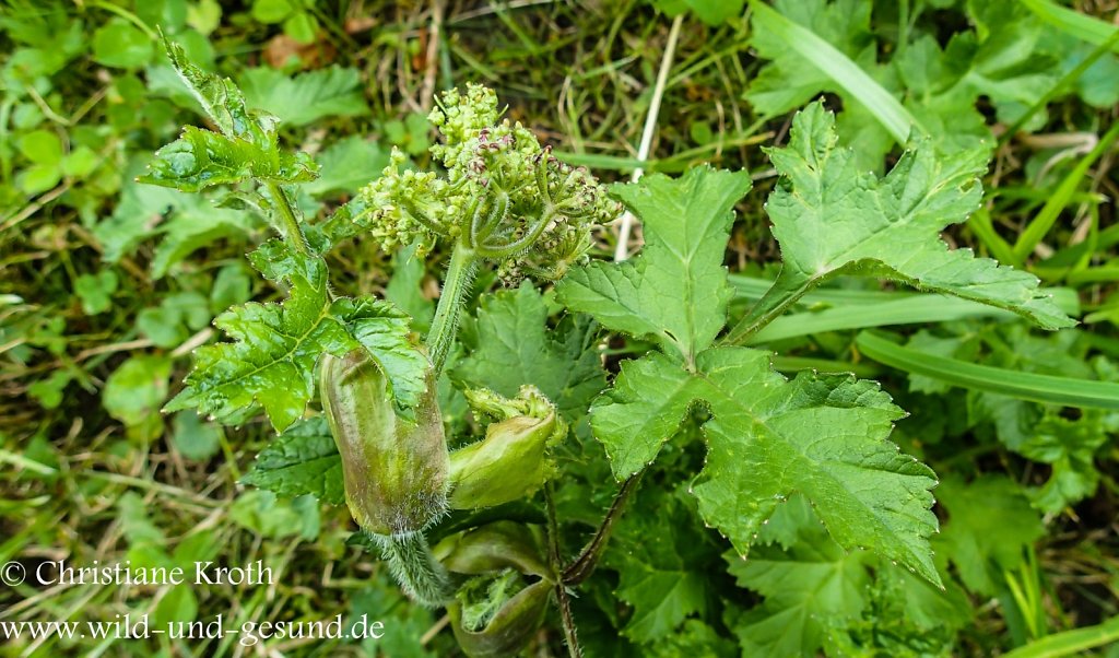 Wiesenbärenklau