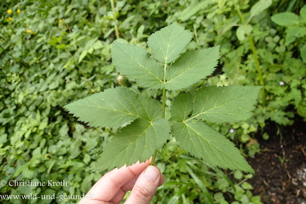 Giersch... wild und gesund