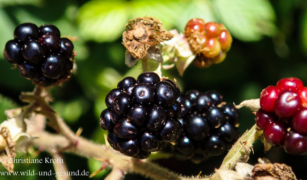 Brombeeren